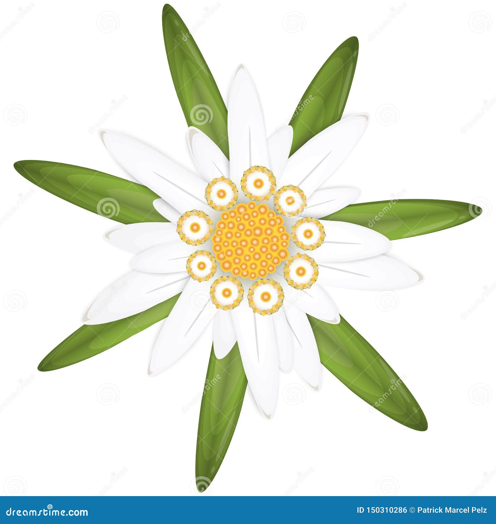 Symbole De La Fleur D'edelweiss Illustration de Vecteur - Illustration du  réaliste, élément: 150310286