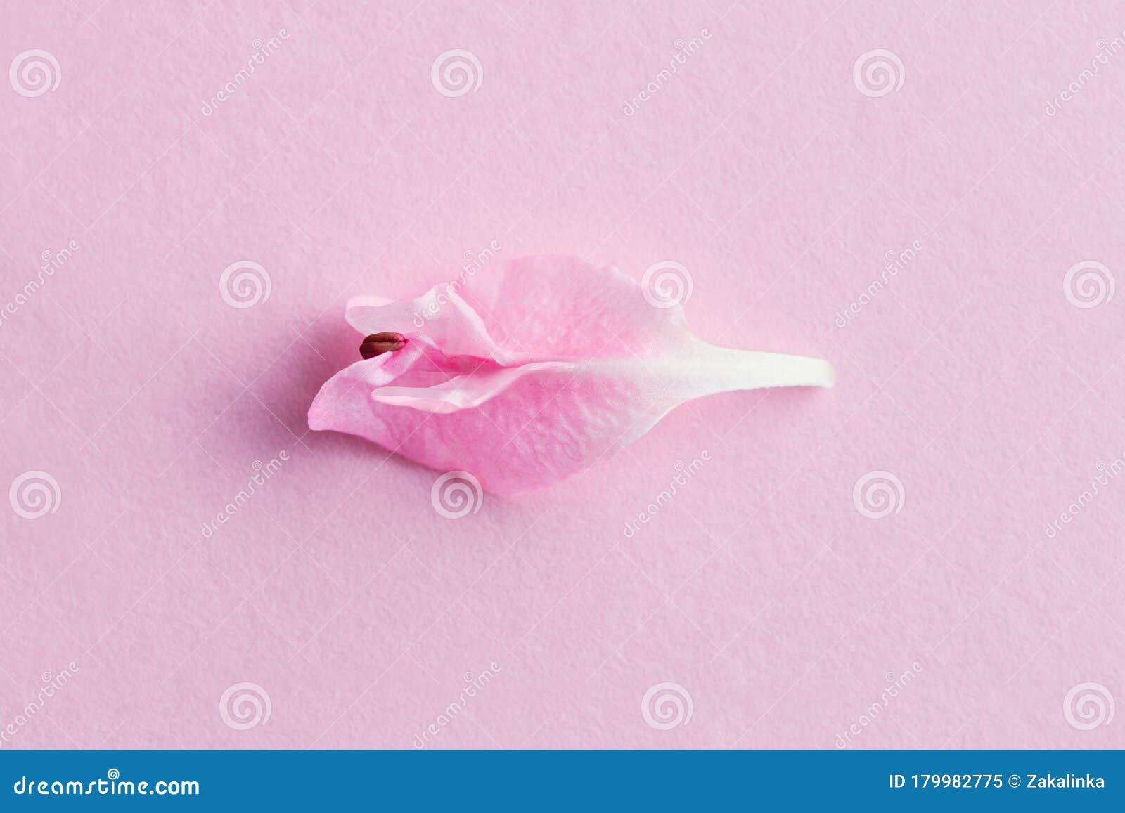 Symbole Pastel De Pétale De Fleur De Concept Minimal érotique Du Vagin