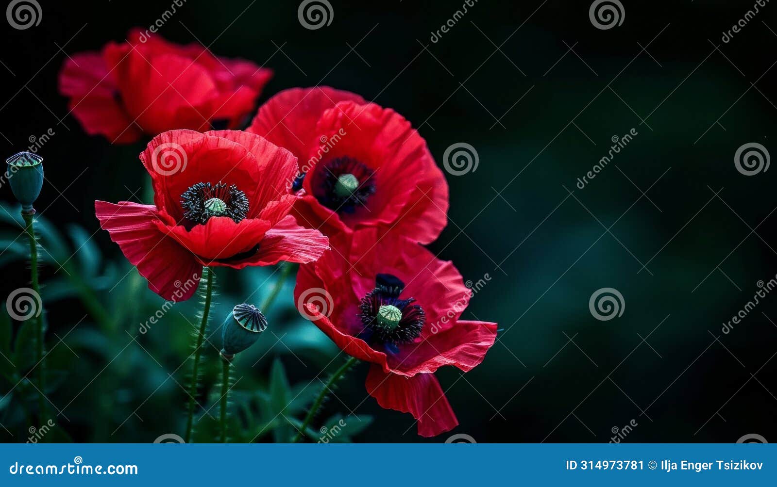 ic red poppies on dark background significance for remembrance day, armistice day, anzac day