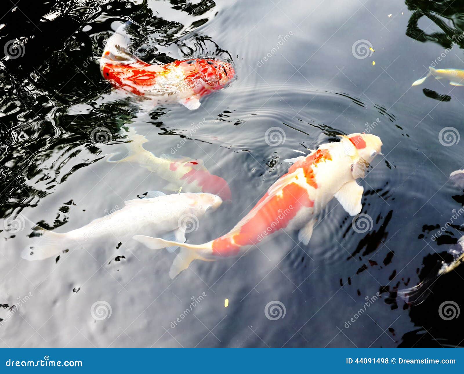 Symbols of good luck stock photo. Image of animal, feed 44091498