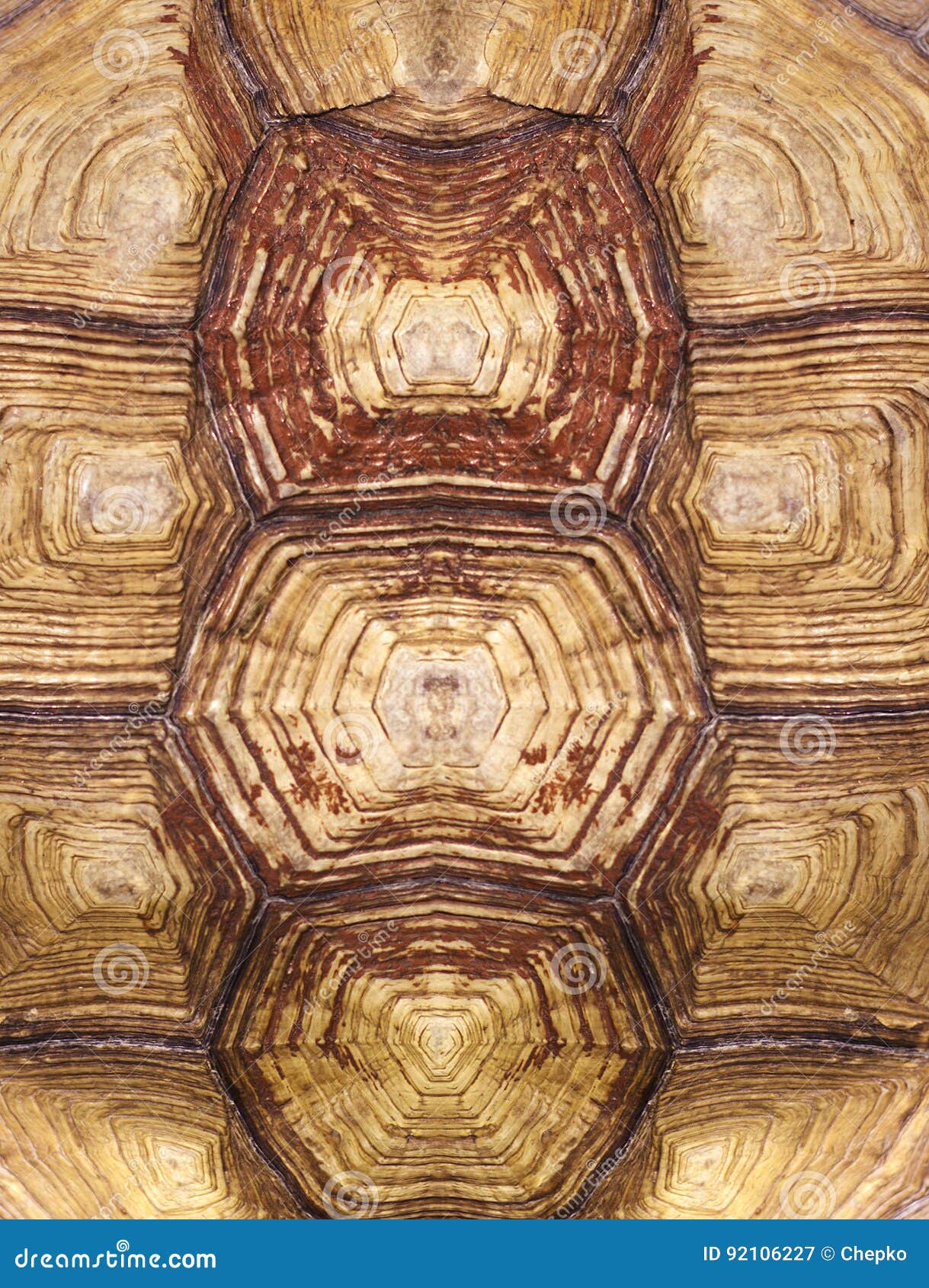 symmetrical turtle shell texture