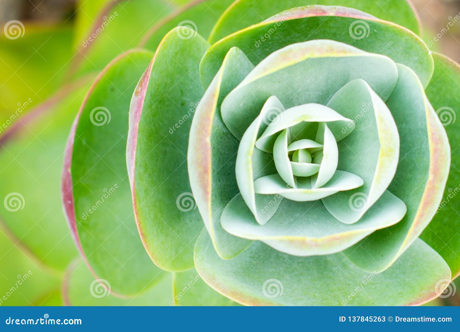 symmetrical plant seen from above