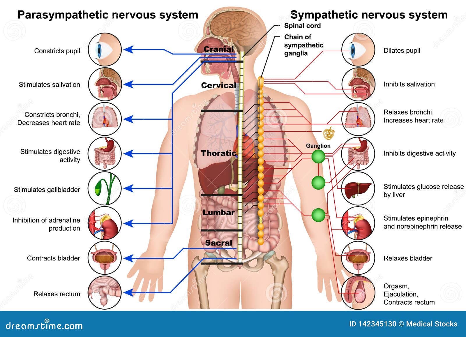 Nervous System Stock Illustrations – 22,832 Nervous System Stock  Illustrations, Vectors & Clipart - Dreamstime