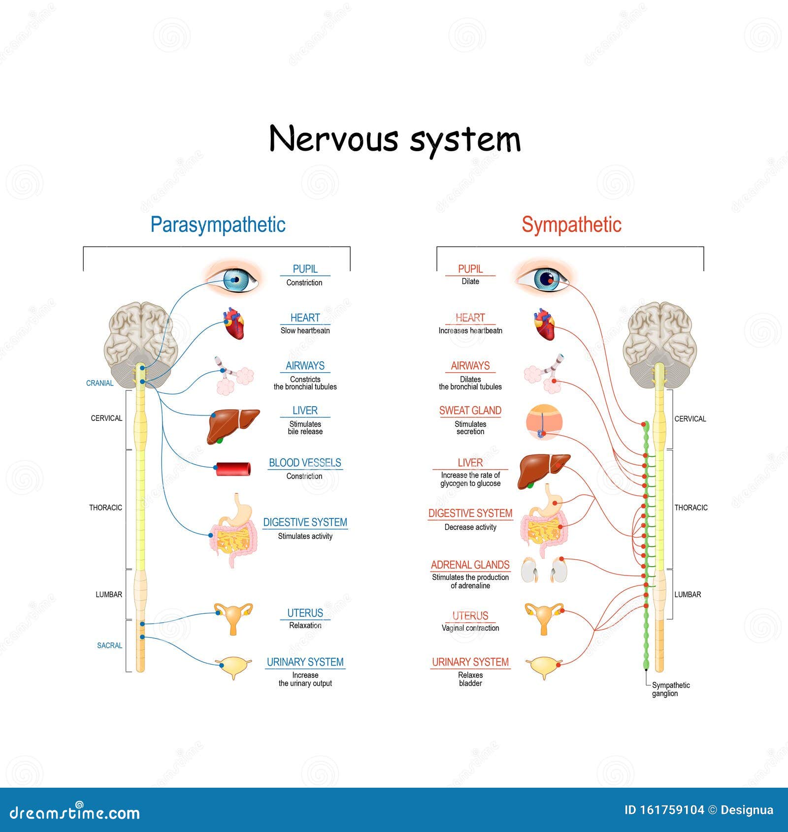 sympathetic and parasympathetic nervous system. difference