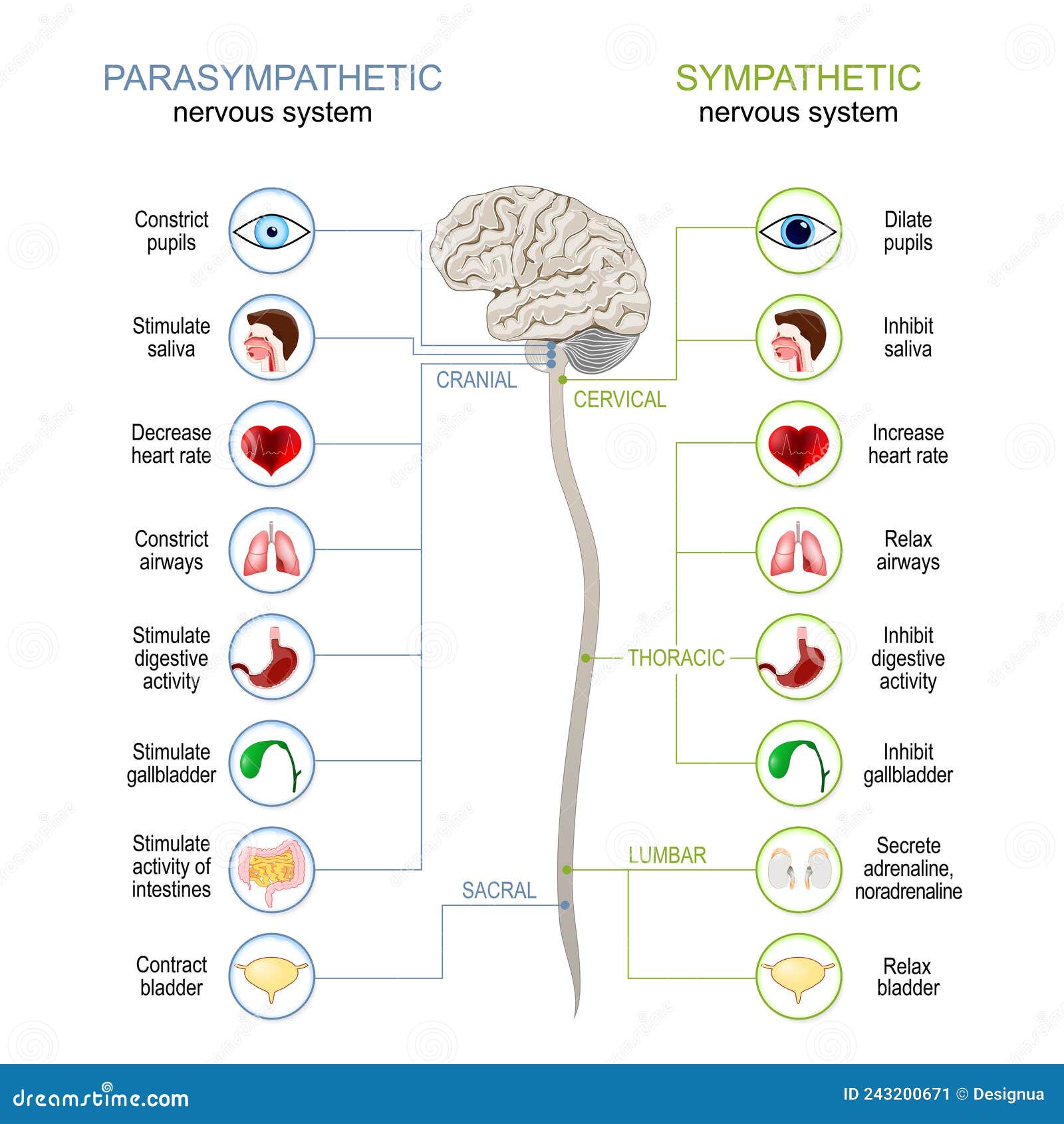 sympathetic and parasympathetic nervous system