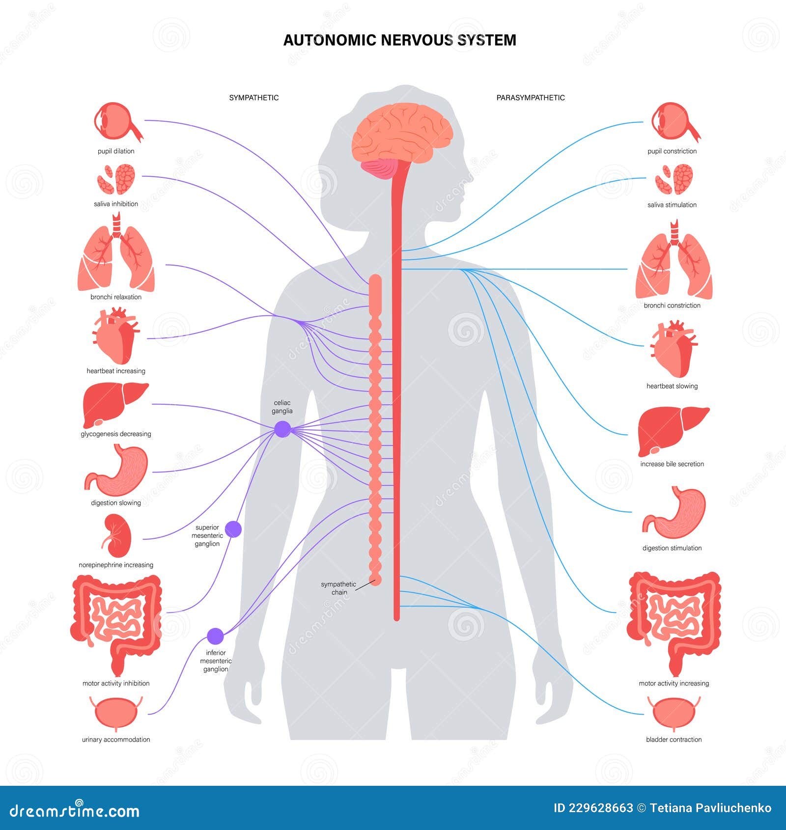 autonomic nervous system