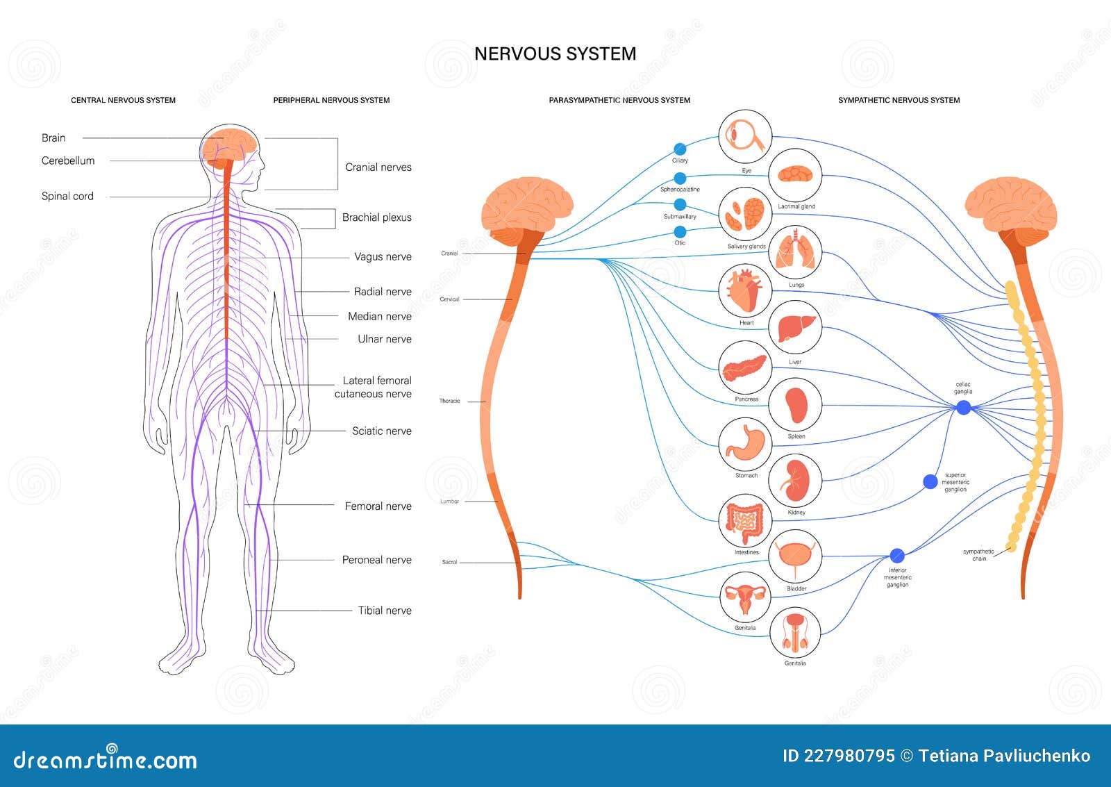 autonomic nervous system