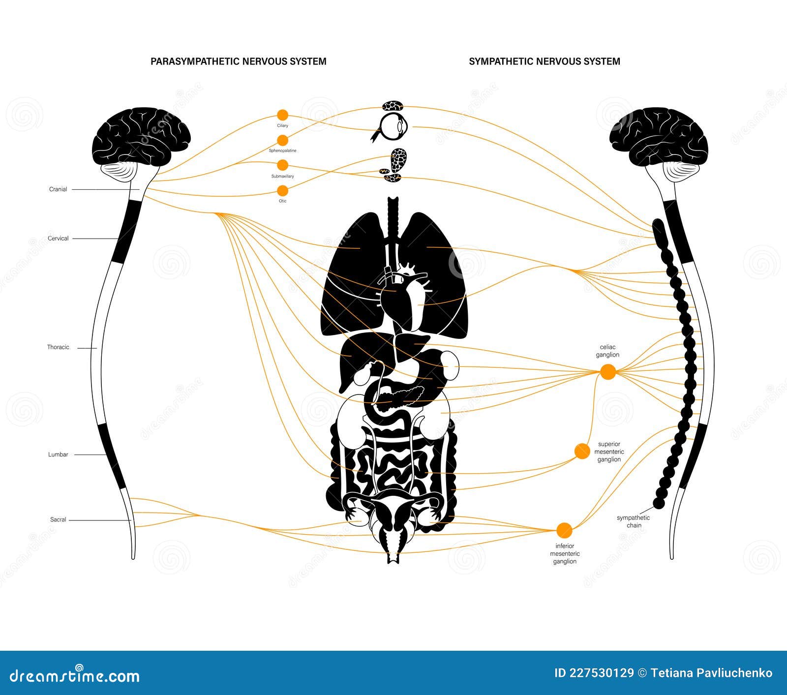 autonomic nervous system