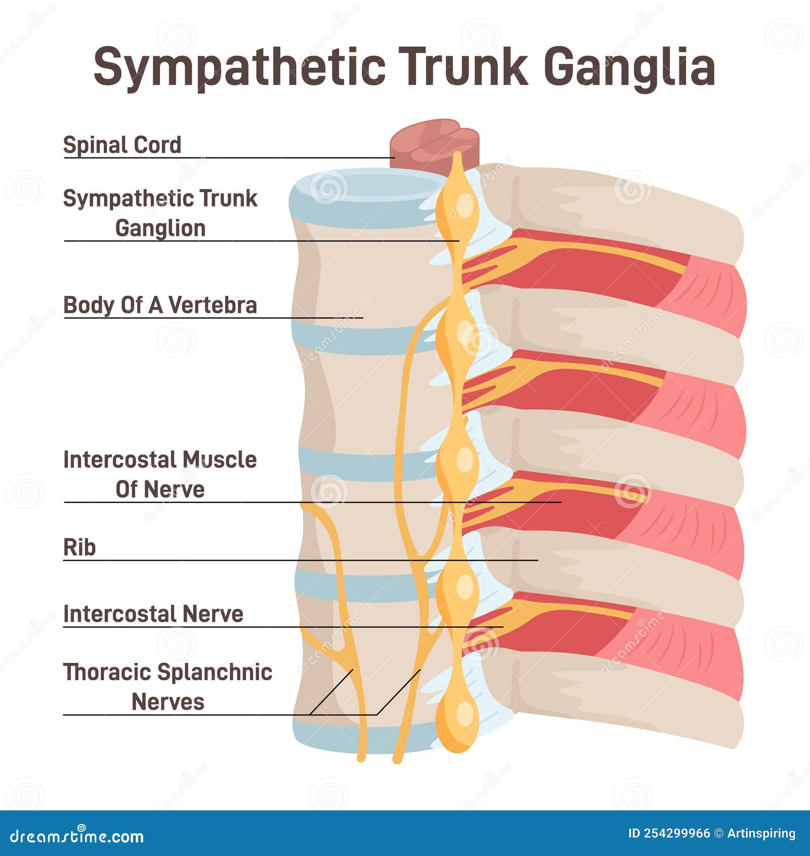 Sympathetic Trunk Ganglia Paravertebral Ganglia of the Sympathetic Sympathetic Trunk Ganglia Paravertebral Ganglia of the Sympathetic