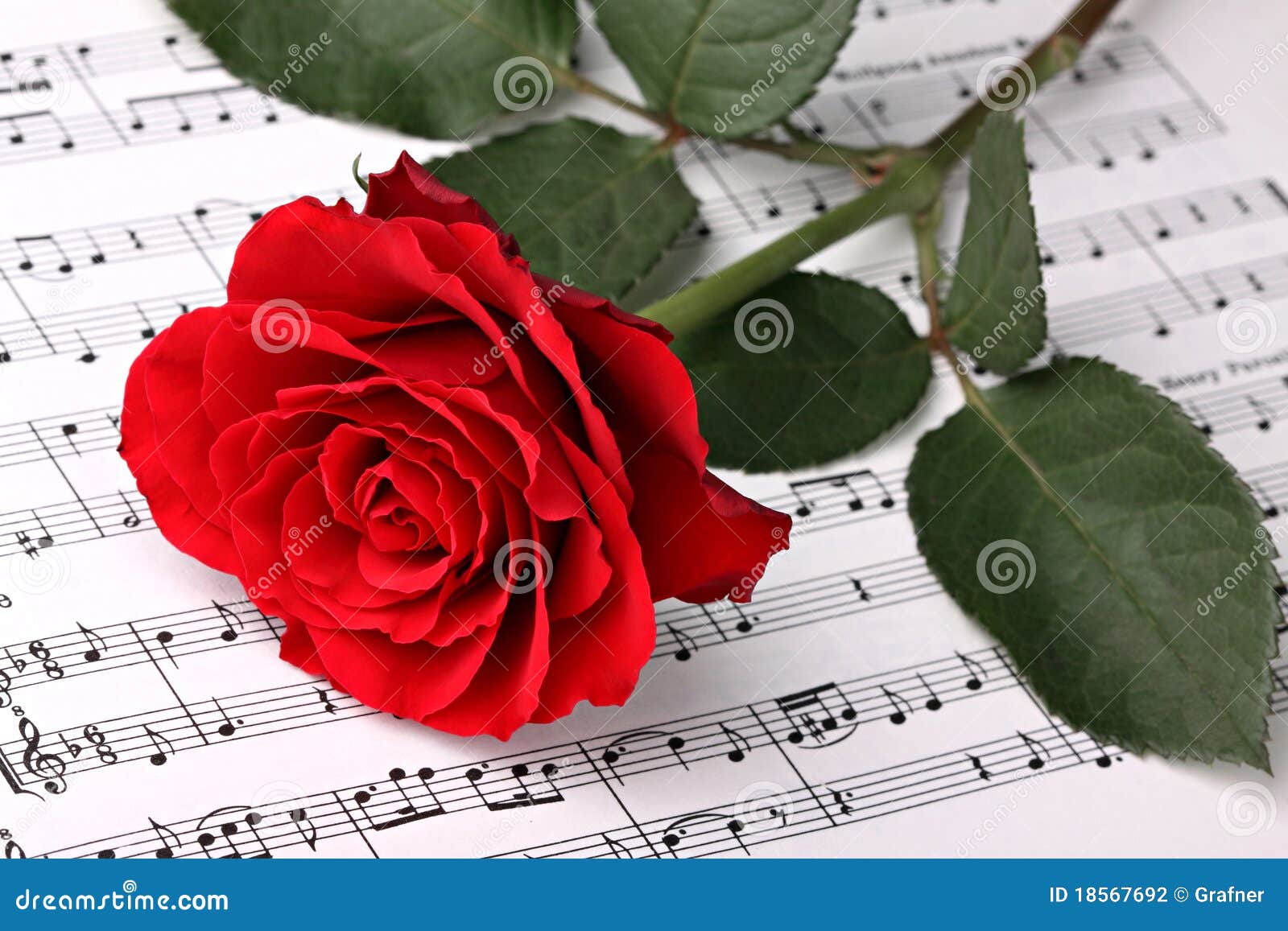 Symphony of love 2 stock photo. Image of green, blossom 18567692