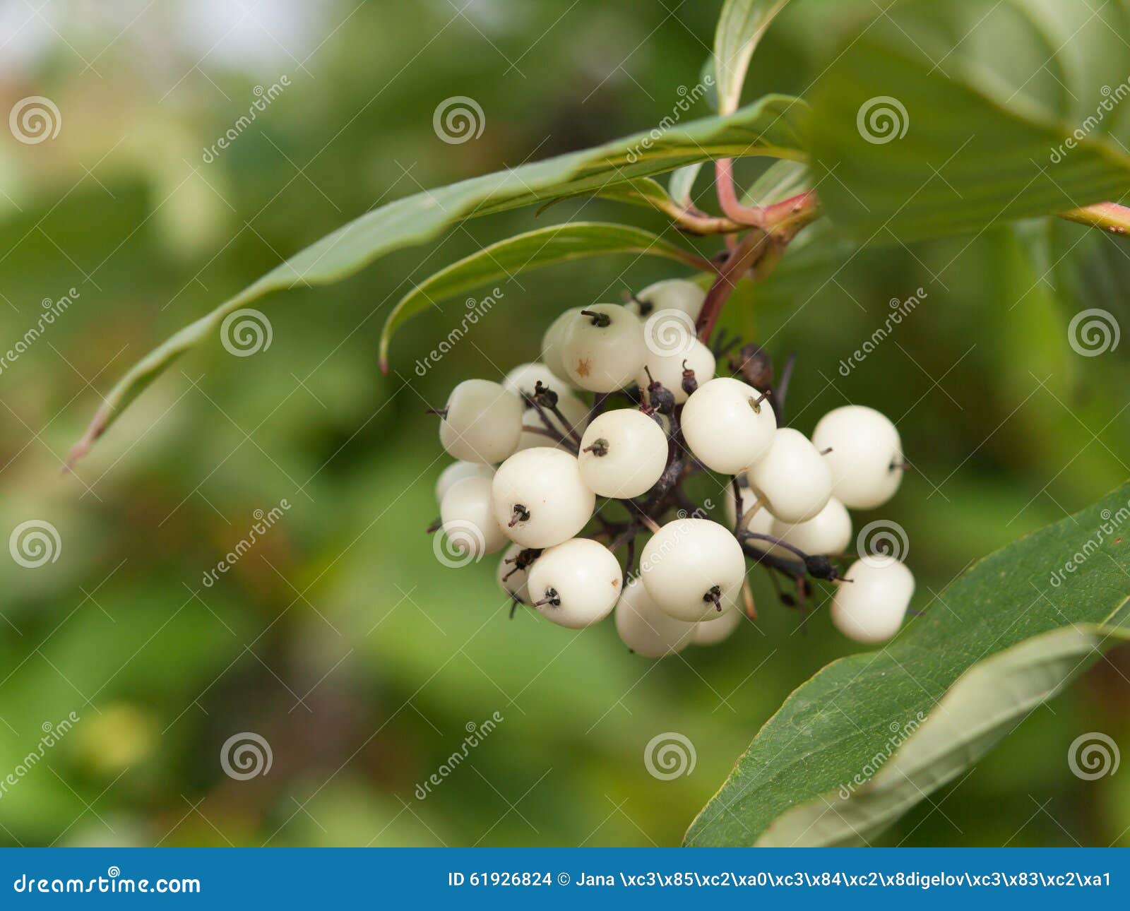 раст белые ягоды фото 9