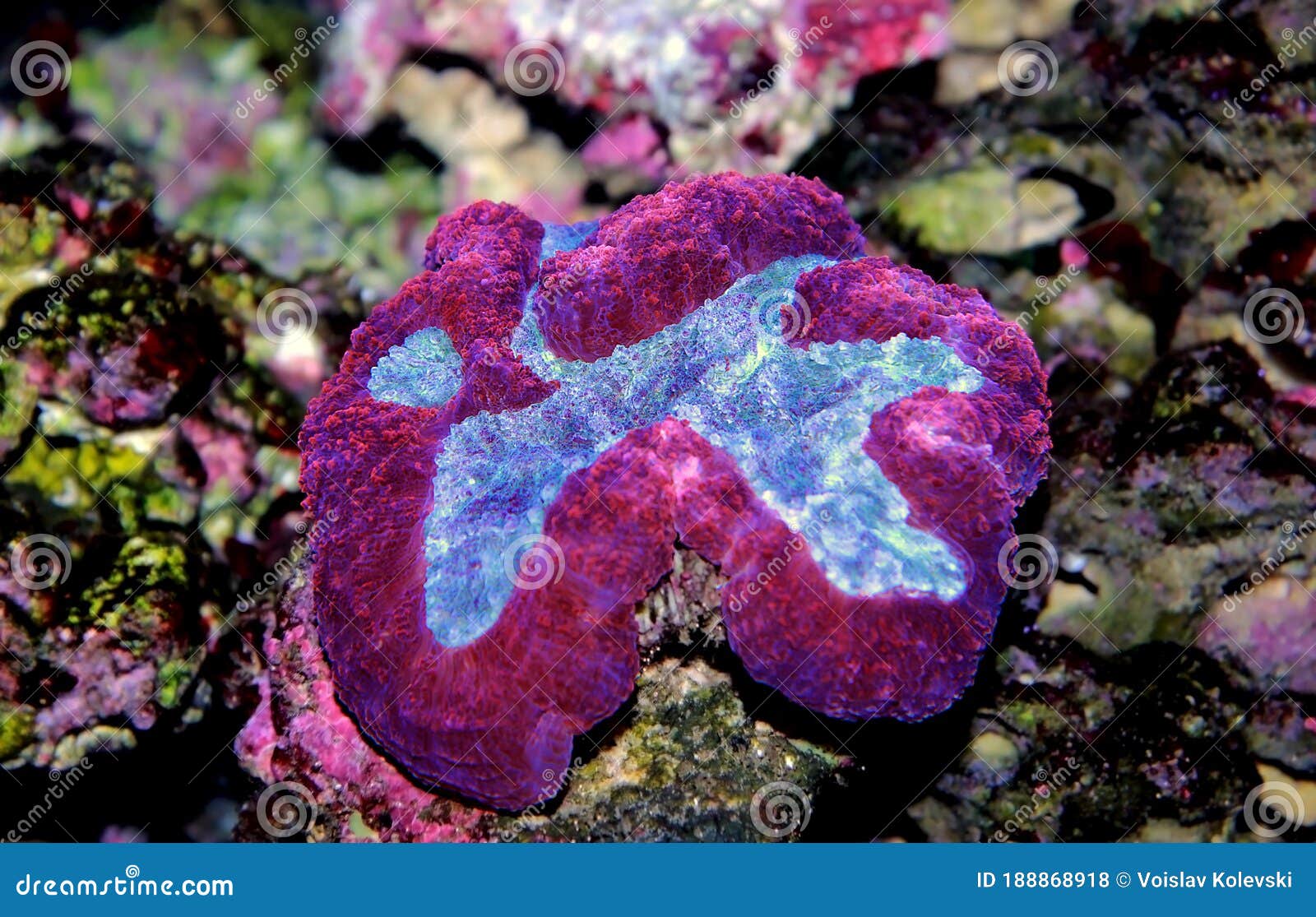 Symphyllia Brain LPS Coral (Symphyllia Agaricia) Stock Photo Image