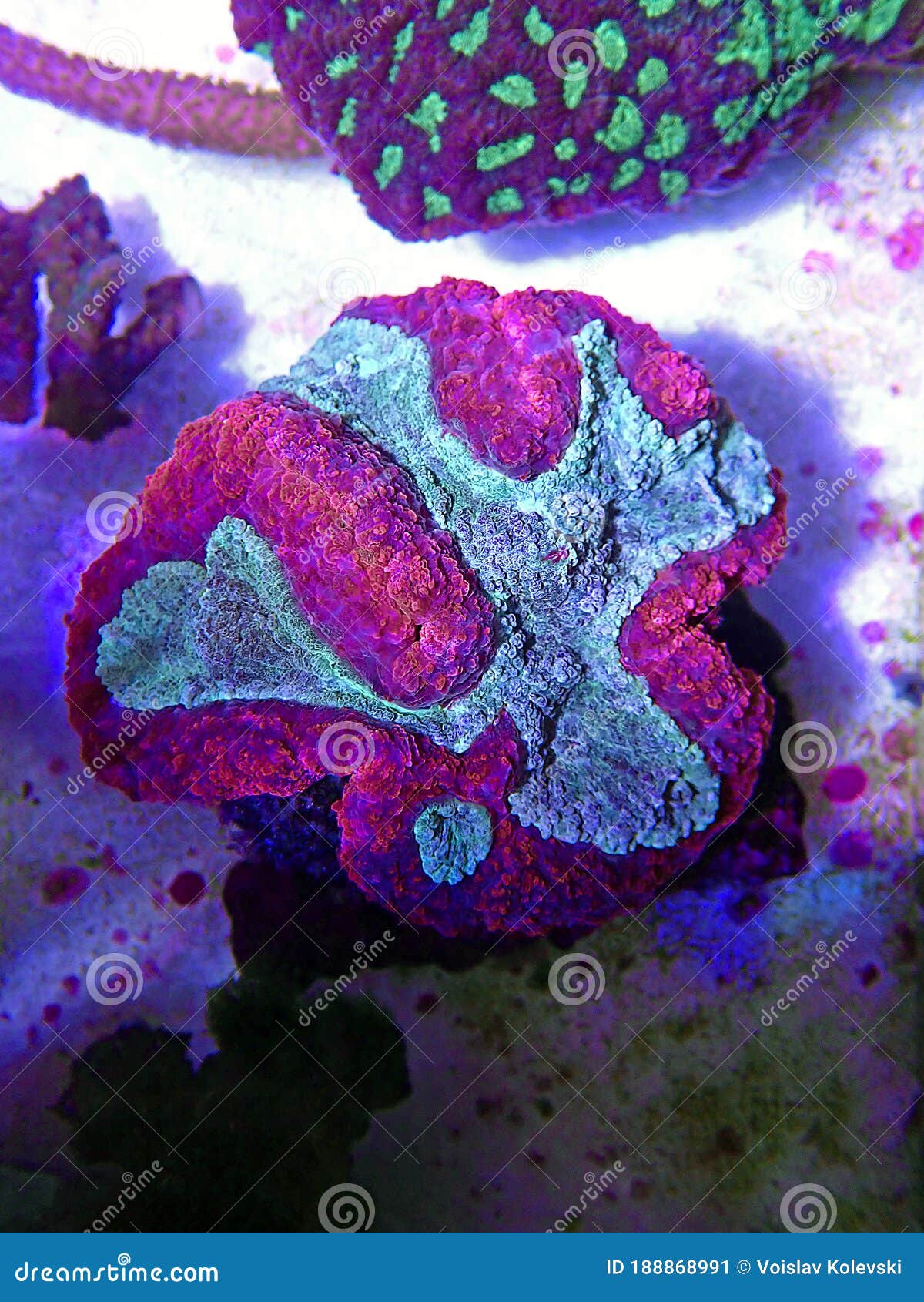 Symphyllia Brain LPS Coral (Symphyllia Agaricia) Stock Image Image