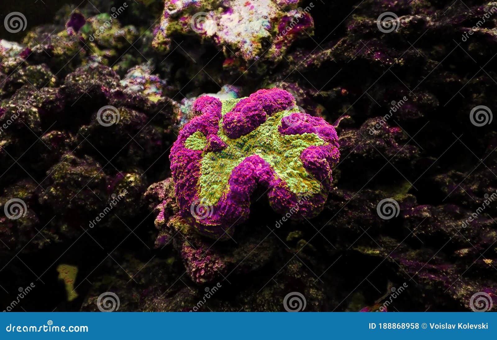symphyllia brain lps coral - (symphyllia agaricia)