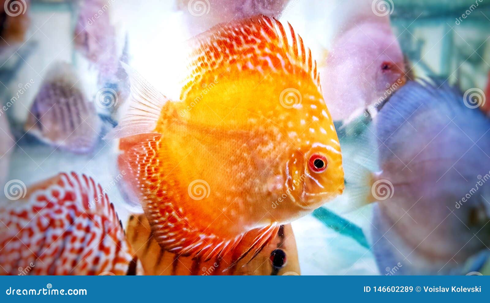 Discus Fish in Fresh Water Aquarium Stock Image - Image of cichlid, fish:  146602289