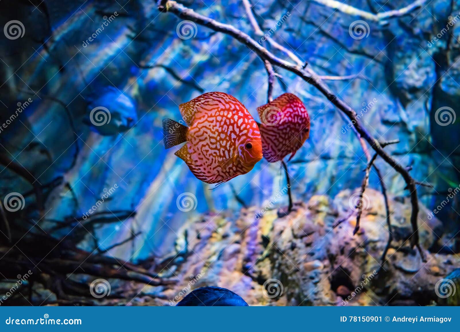 Symphysodon Discus in an Aquarium on a Blue Background Stock Image