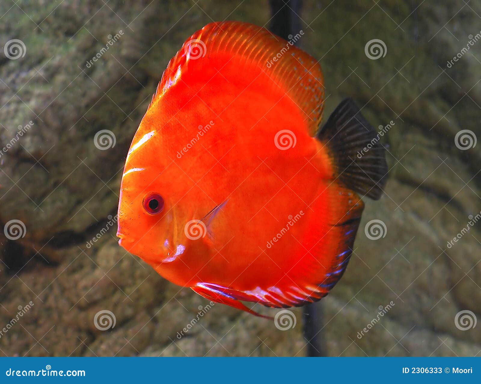 Symphysodon discus fish stock image. Image of underwater 2306333
