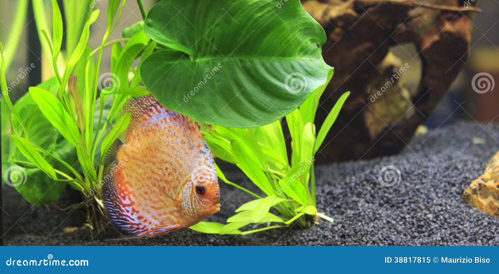 Symphysodon discus stock image. Image of scalar, nature 38817815