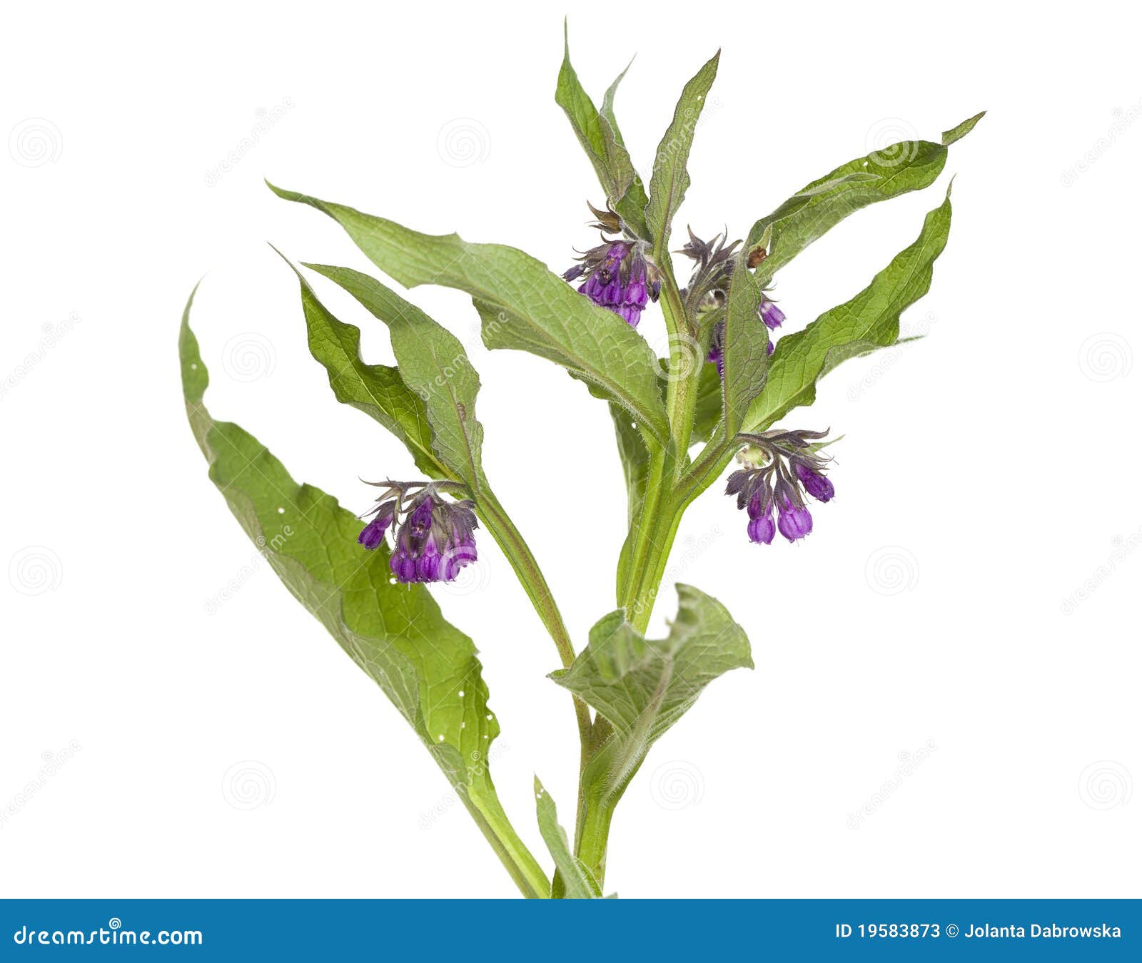 symphytum officinale medicinal symphytum officinale medicinal