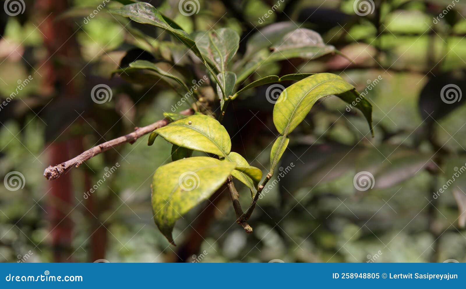 Symptom of Citrus Leaf from Trace Element Deficiency Stock Image