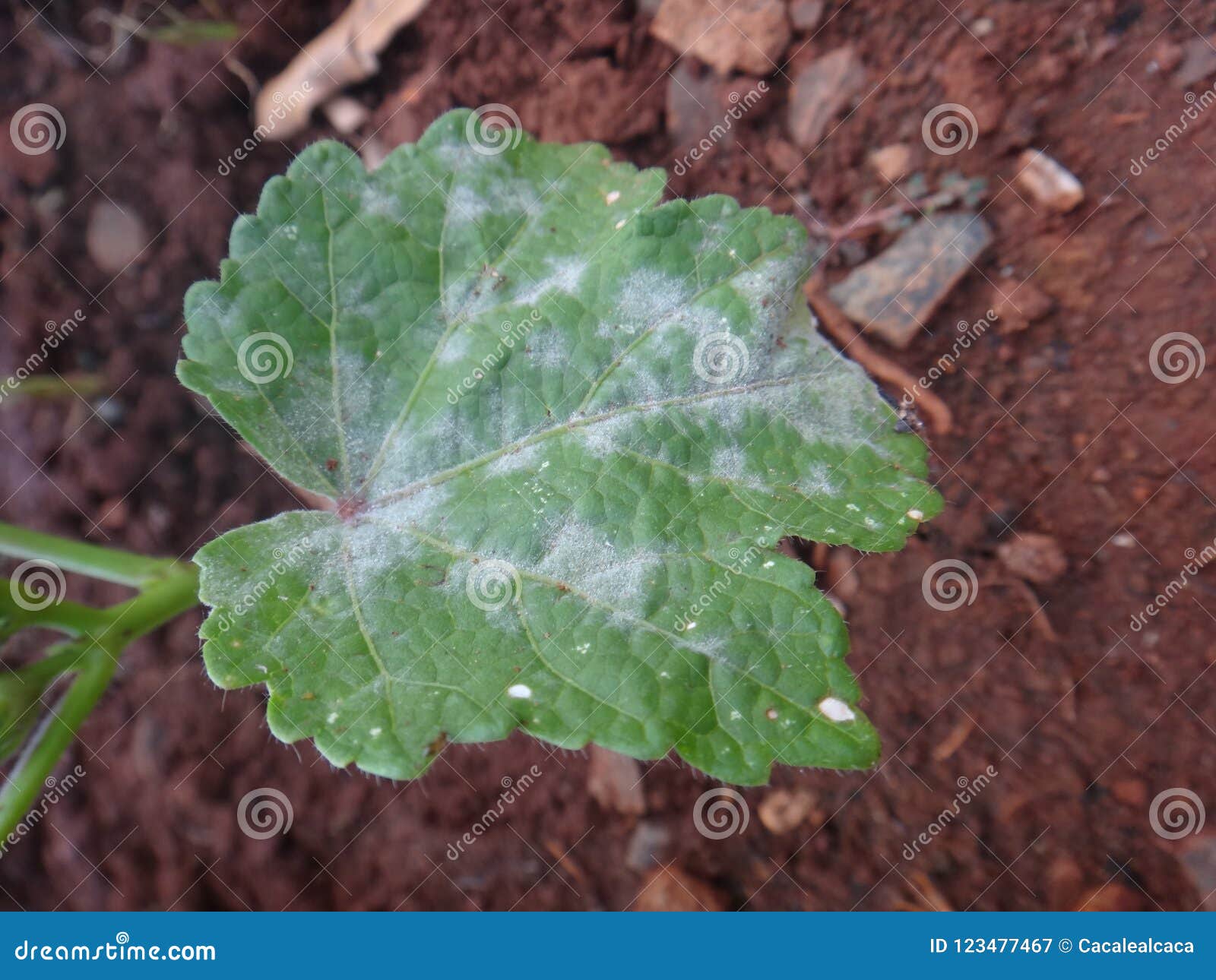 symptom of fungus on leaf of okra plant