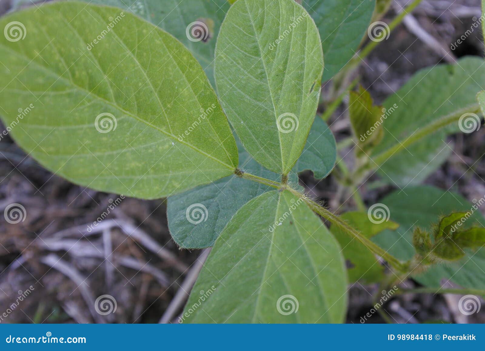 maesot, tak - feb 2017 - symptom of soybean leaves