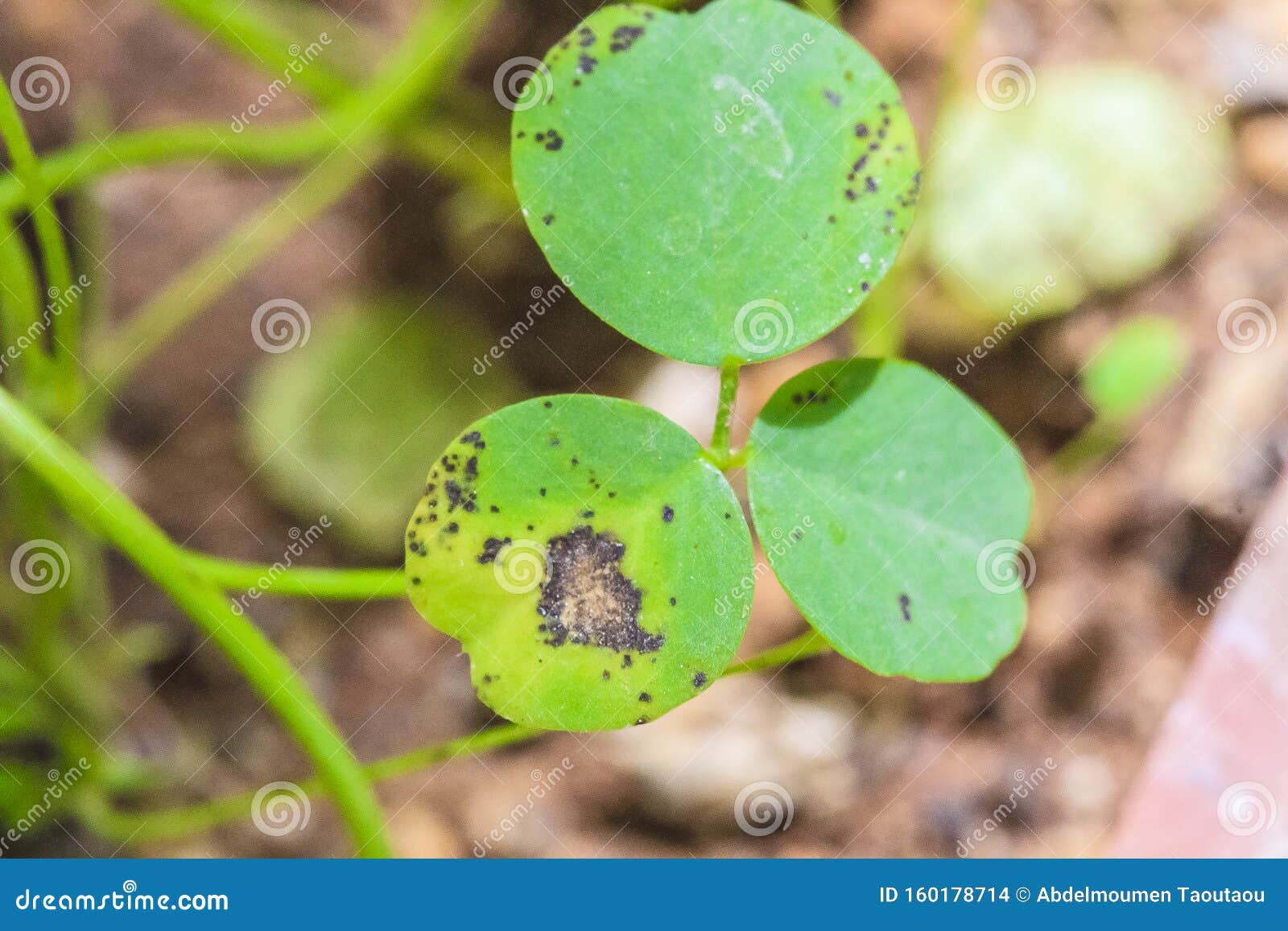 ascochyta leaf blight ascochyta leaf blight