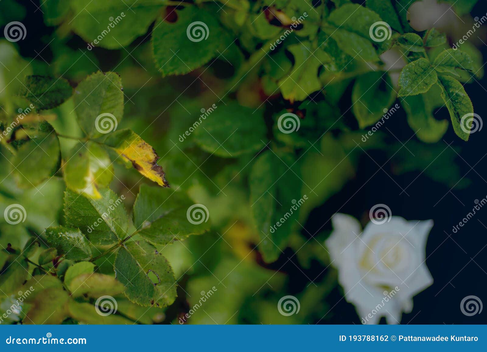 Symptoms of Rose Leaves Turning Yellow Stock Photo Image of leaves