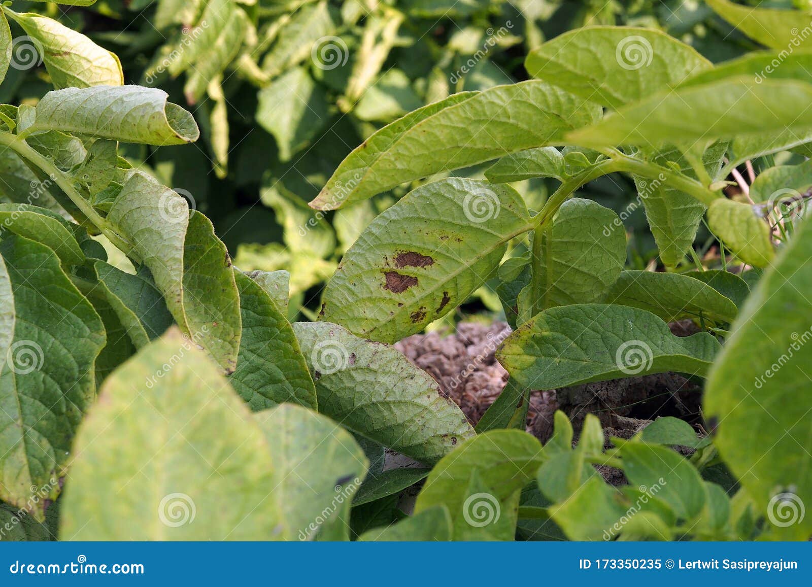 blight definition usage blight definition usage