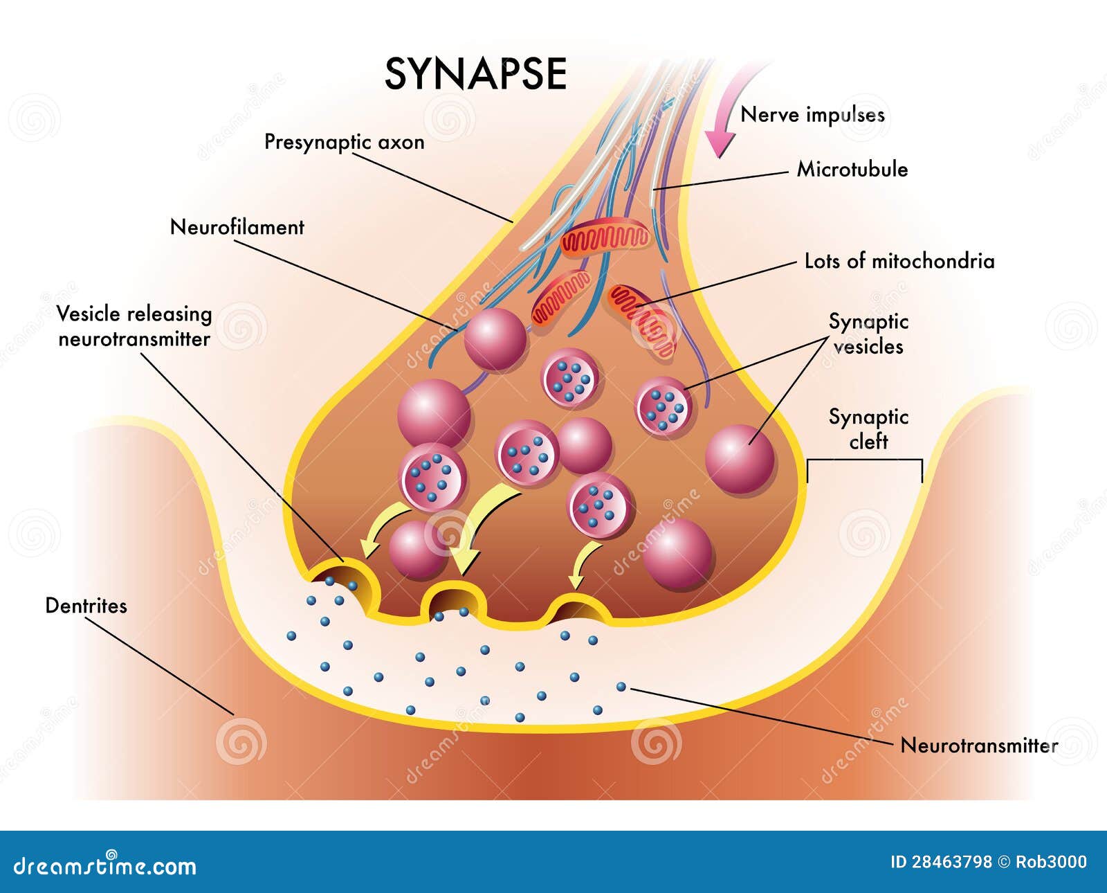 Synapse Stock Illustrations – 8,642 Synapse Stock Illustrations, Vectors &  Clipart - Dreamstime