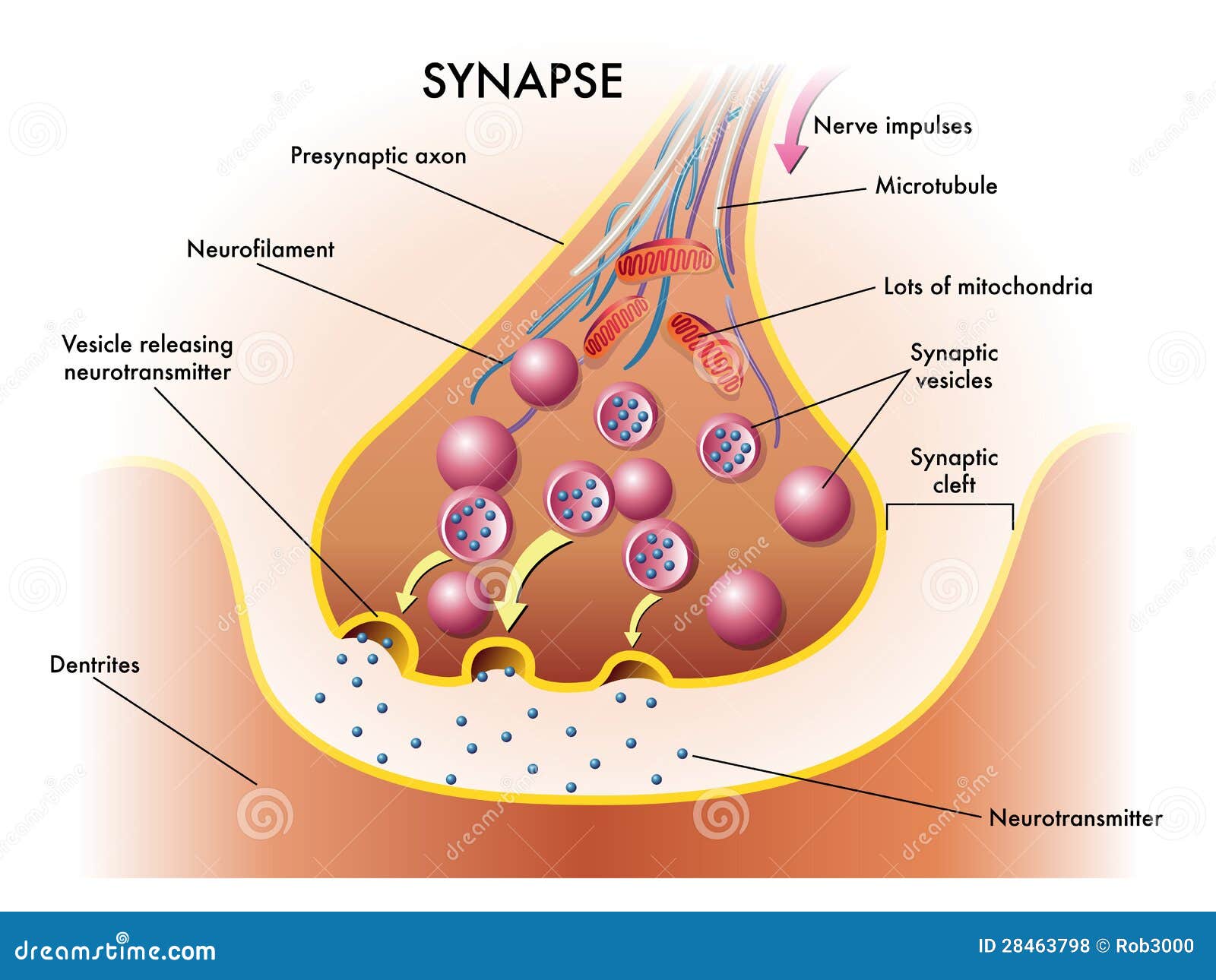 synapse