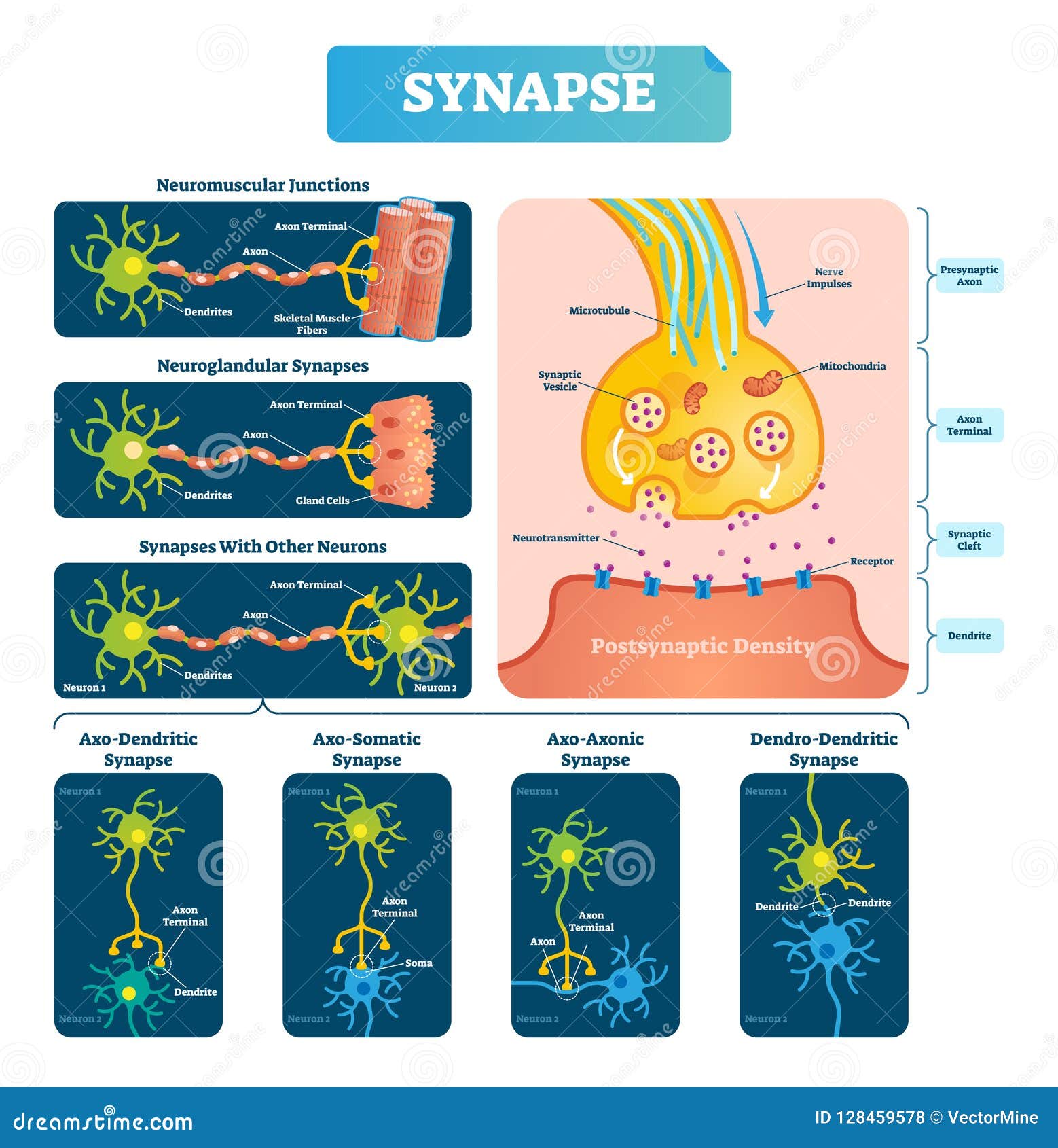 download synapse com download synapse com