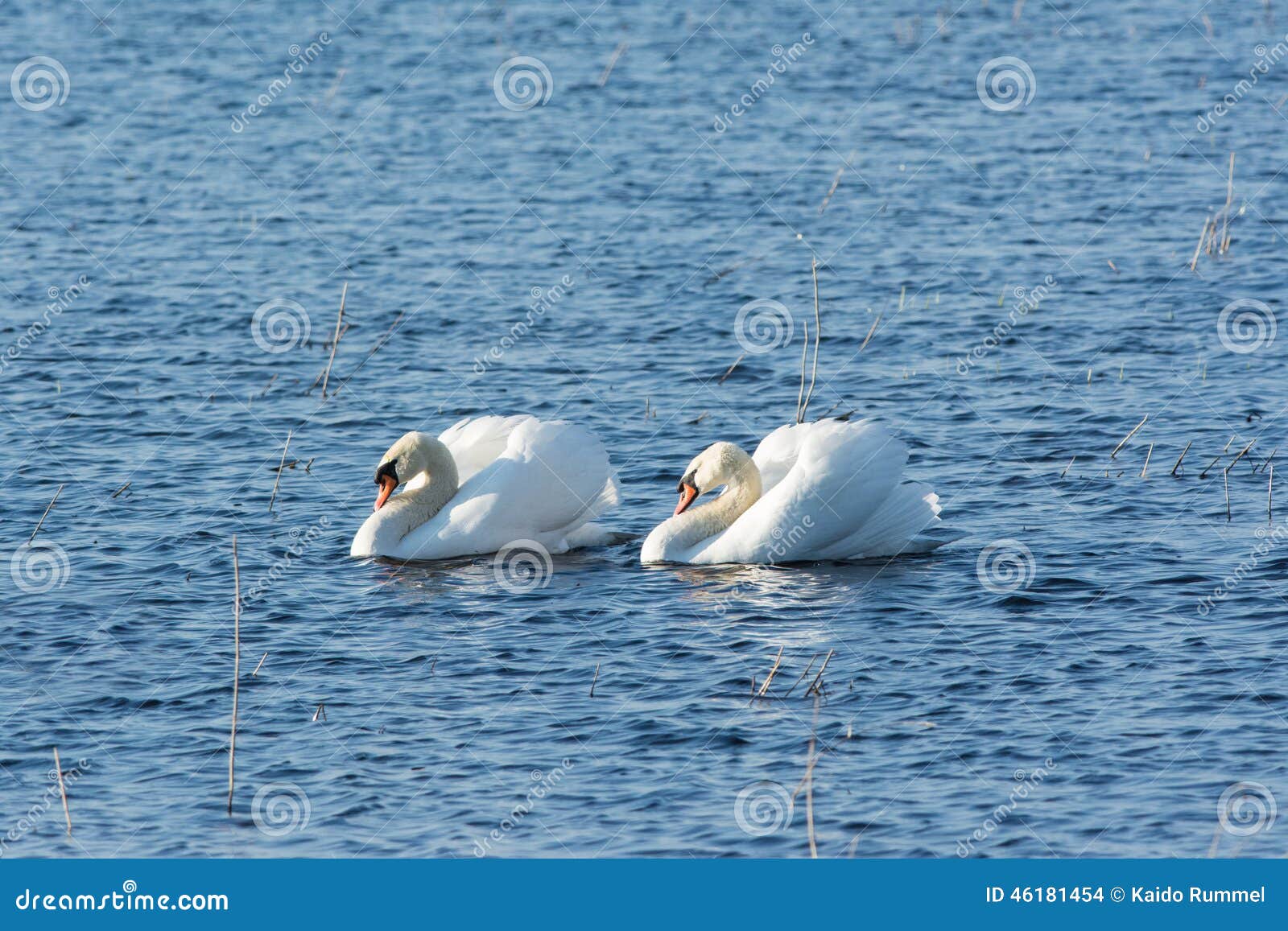Mute swans stock photo. Image of close, graceful, courting 46181454