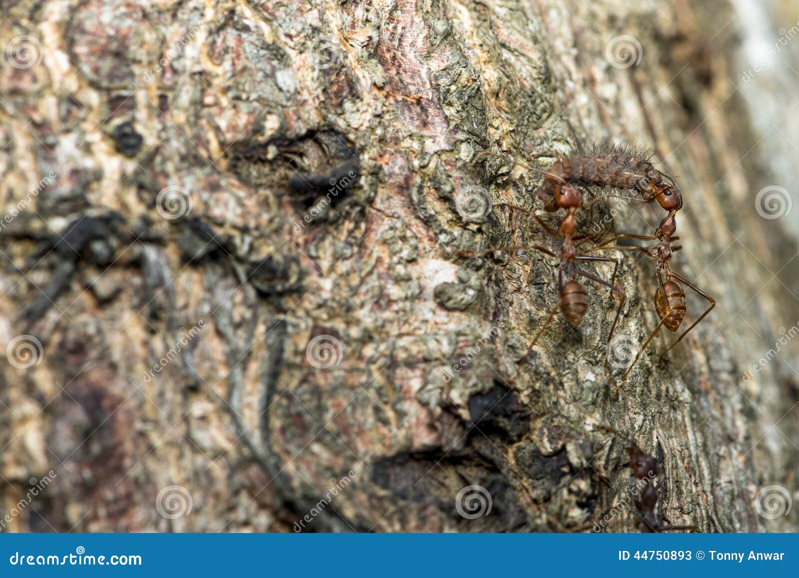 Synergy stock image. Image of carrying, ants, synergy 44750893