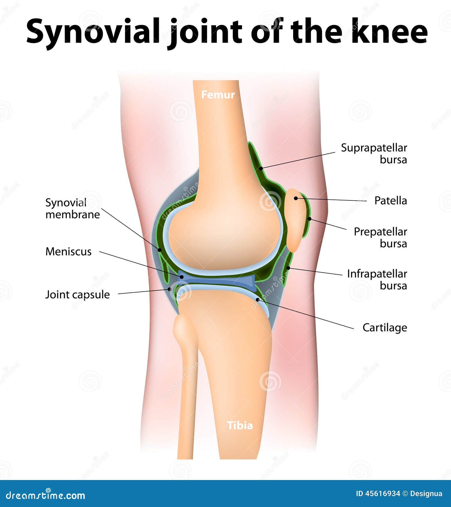 synovial bursa of the human knee