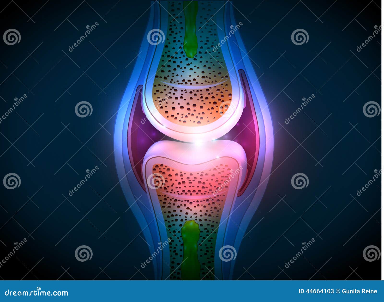 synovial joint anatomy abstract bright 