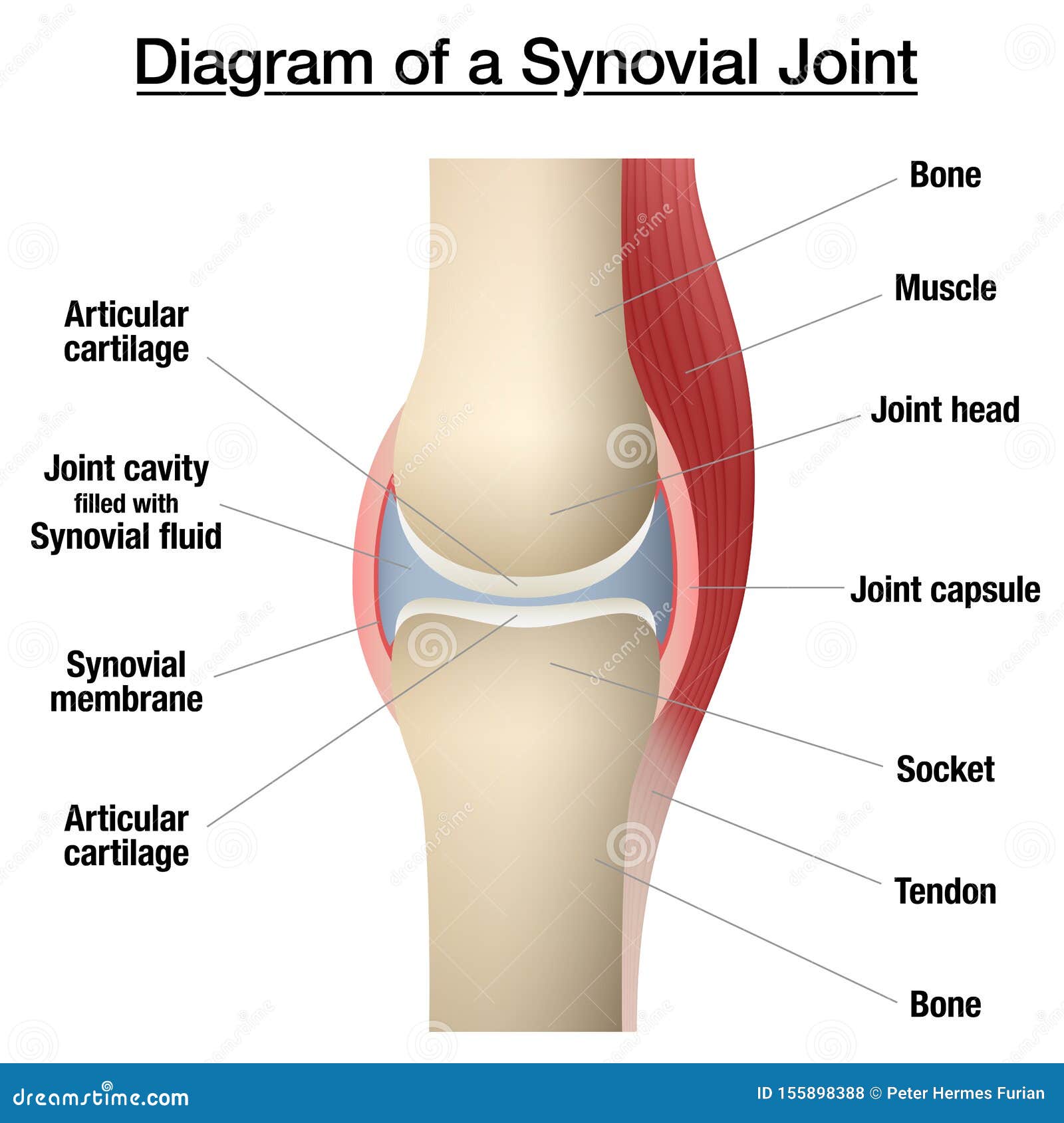 synovial joint capsule bones chart
