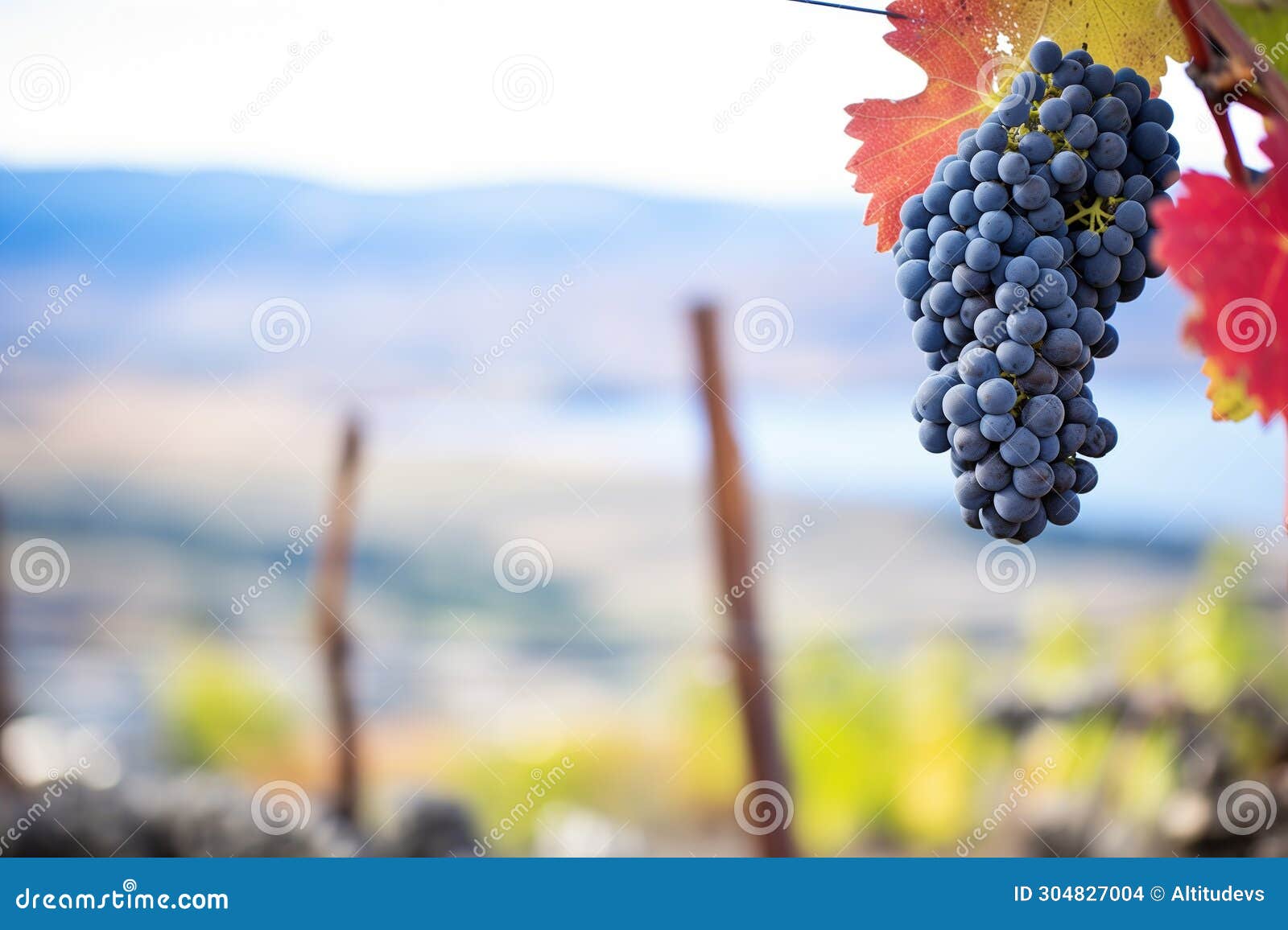 syrah grape bunch with a backdrop of wine valleys