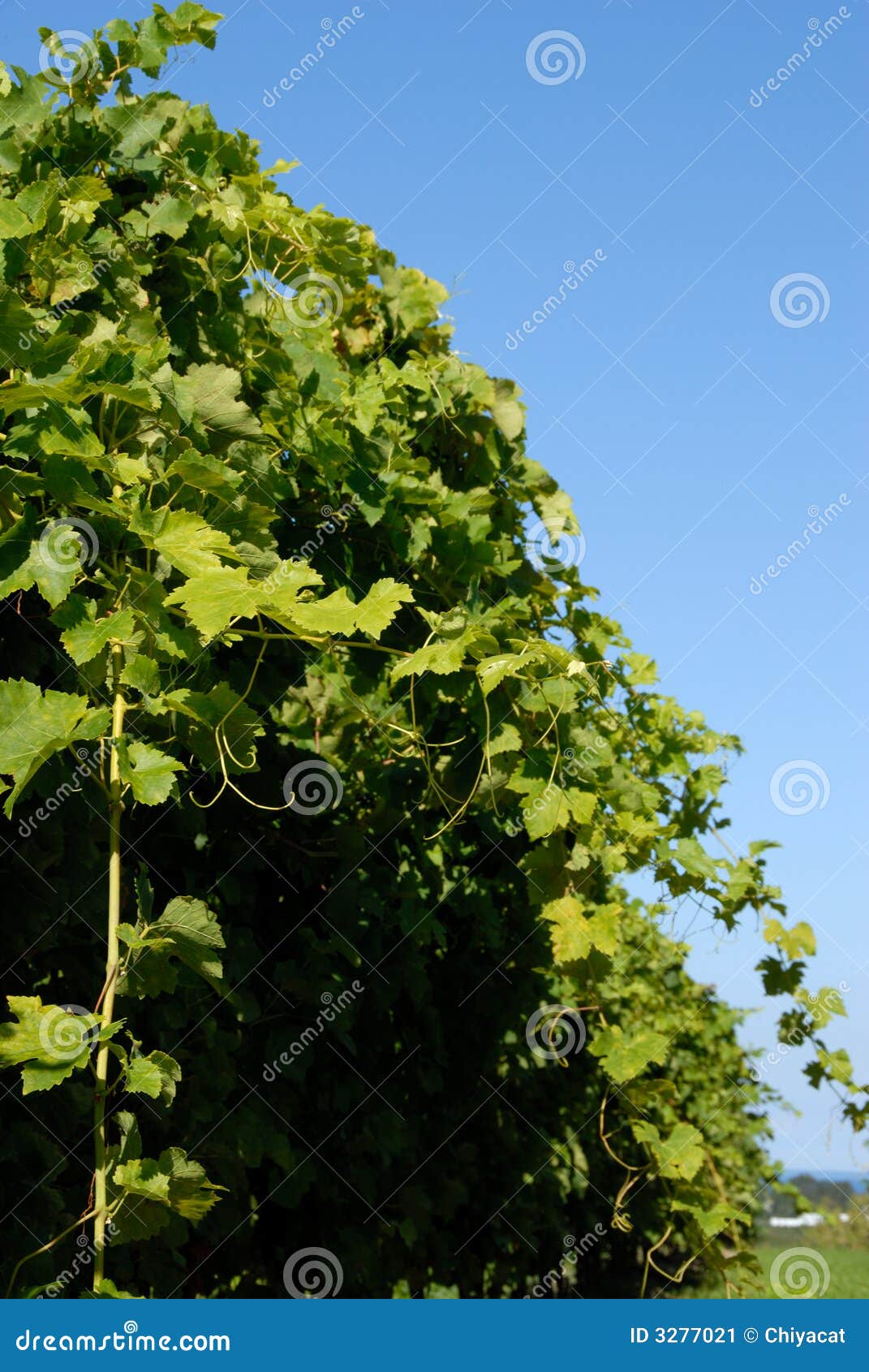syrah/shiraz vines
