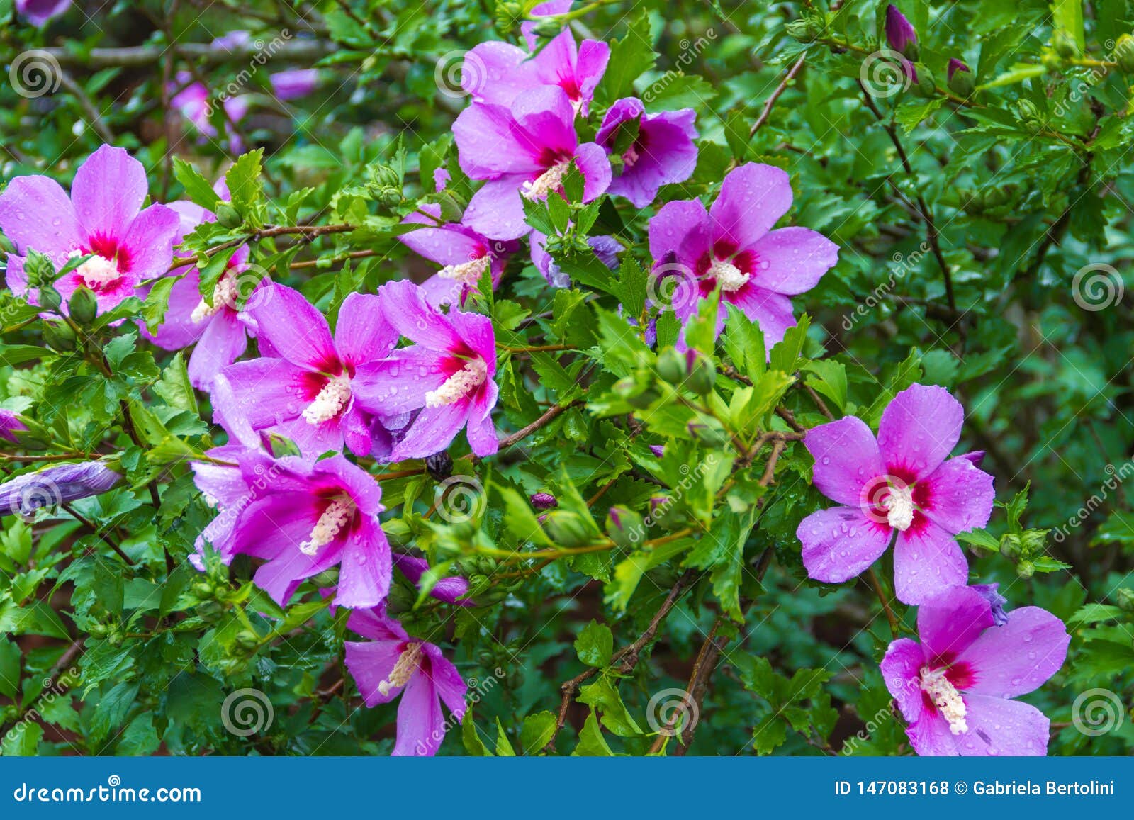 Syriacus Del Hibisco Debajo De La Flor Nacional De La Lluvia De La Corea Del Sur Foto de archivo - Imagen de brote, belleza: 147083168 Syriacus Del Hibisco Debajo De La Flor Nacional De La Lluvia De La Corea Del Sur Foto de archivo - Imagen de brote, belleza: 147083168