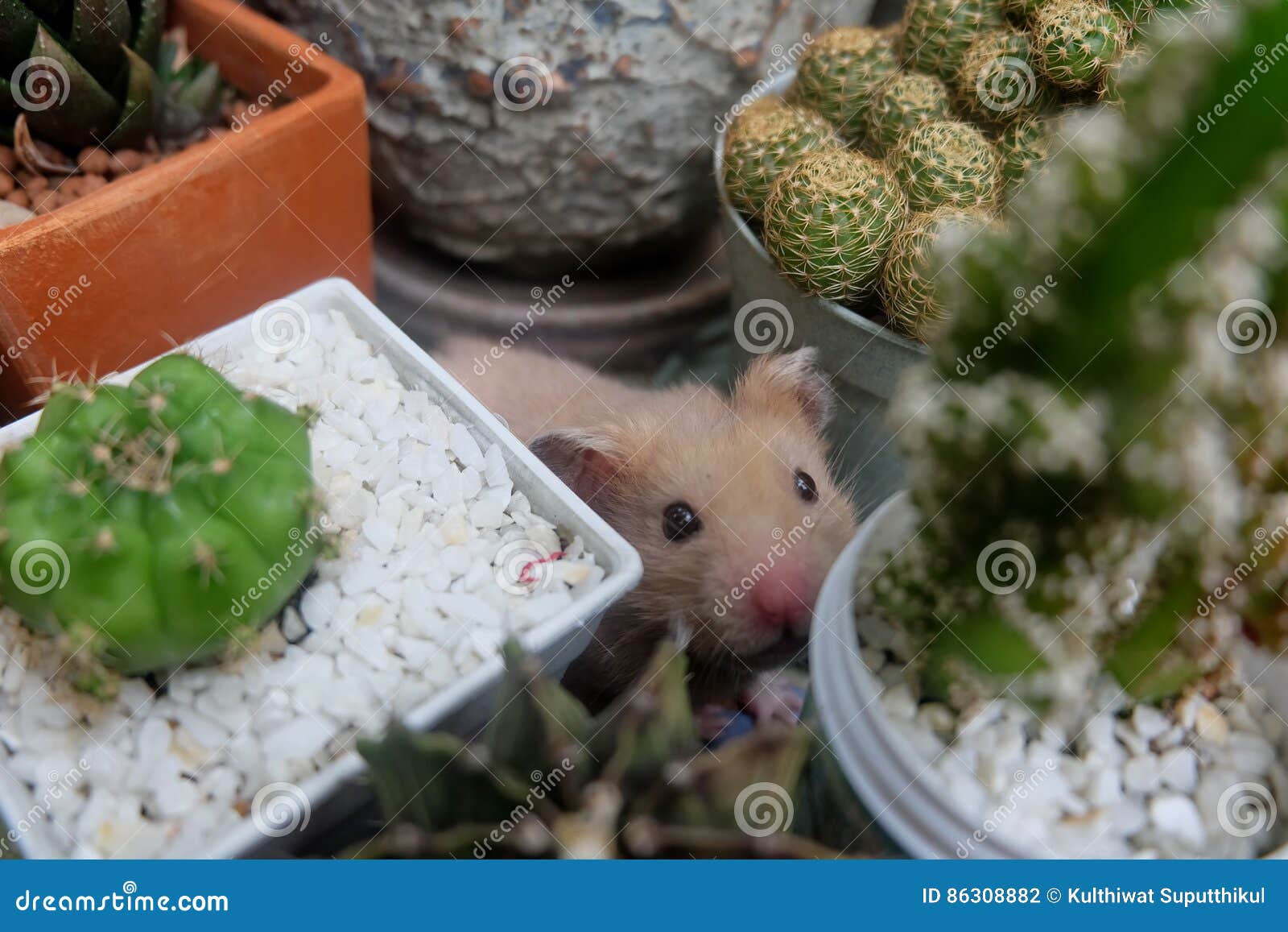 Syrian Hamster among Cactus Stock Photo Image of green, rodent 86308882