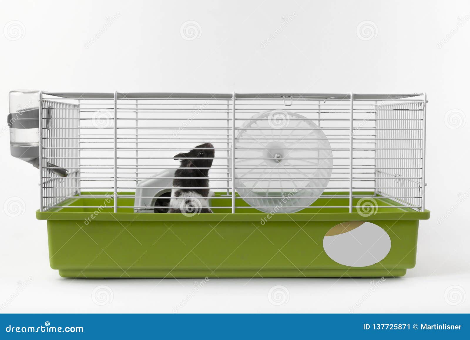 Syrian hamster in cage stock image. Image of active 137725871