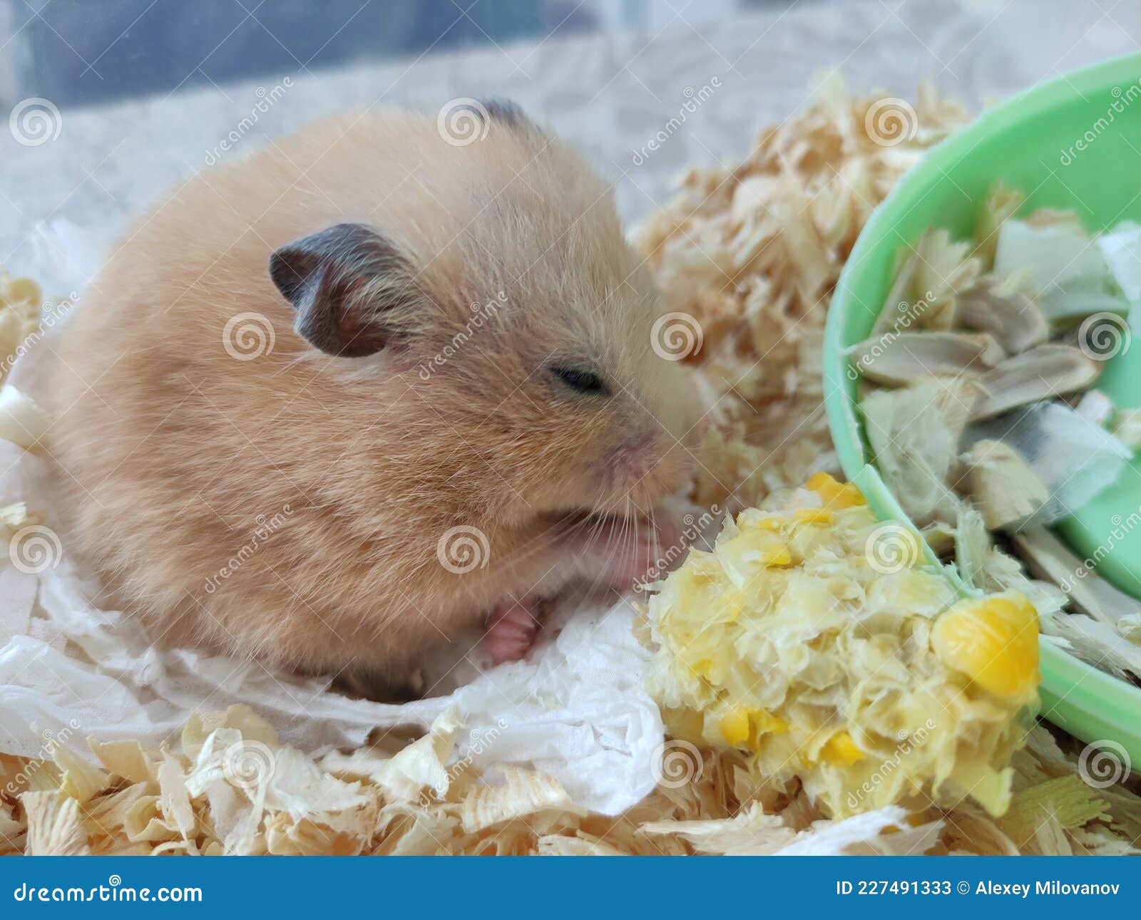 Syrian hamster eating corn stock image. Image of hungry 227491333