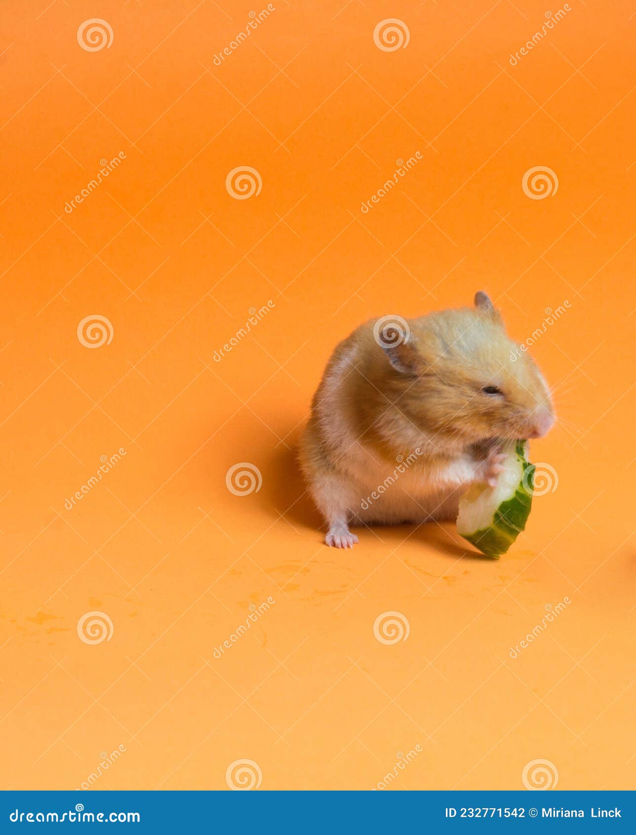 Syrian Hamster Eating Cucumber Stock Photo Image of orange, tail 232771542