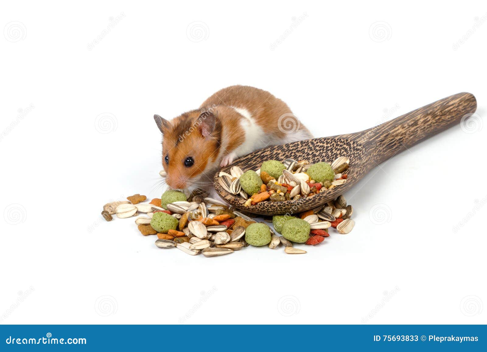 Syrian Hamster Eating Hamster Food Stock Image Image of rodent