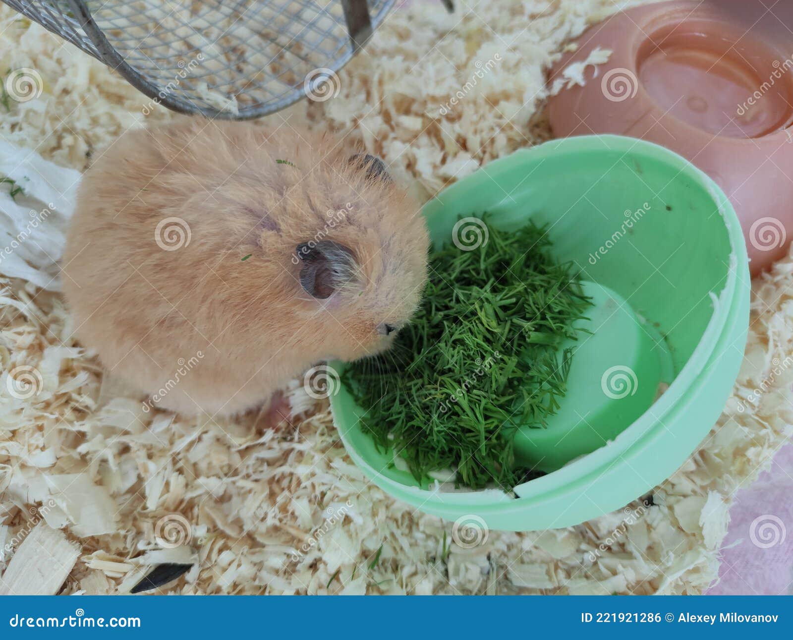 Syrian Hamster Eats Green Dill Stock Photo Image of easter, hair