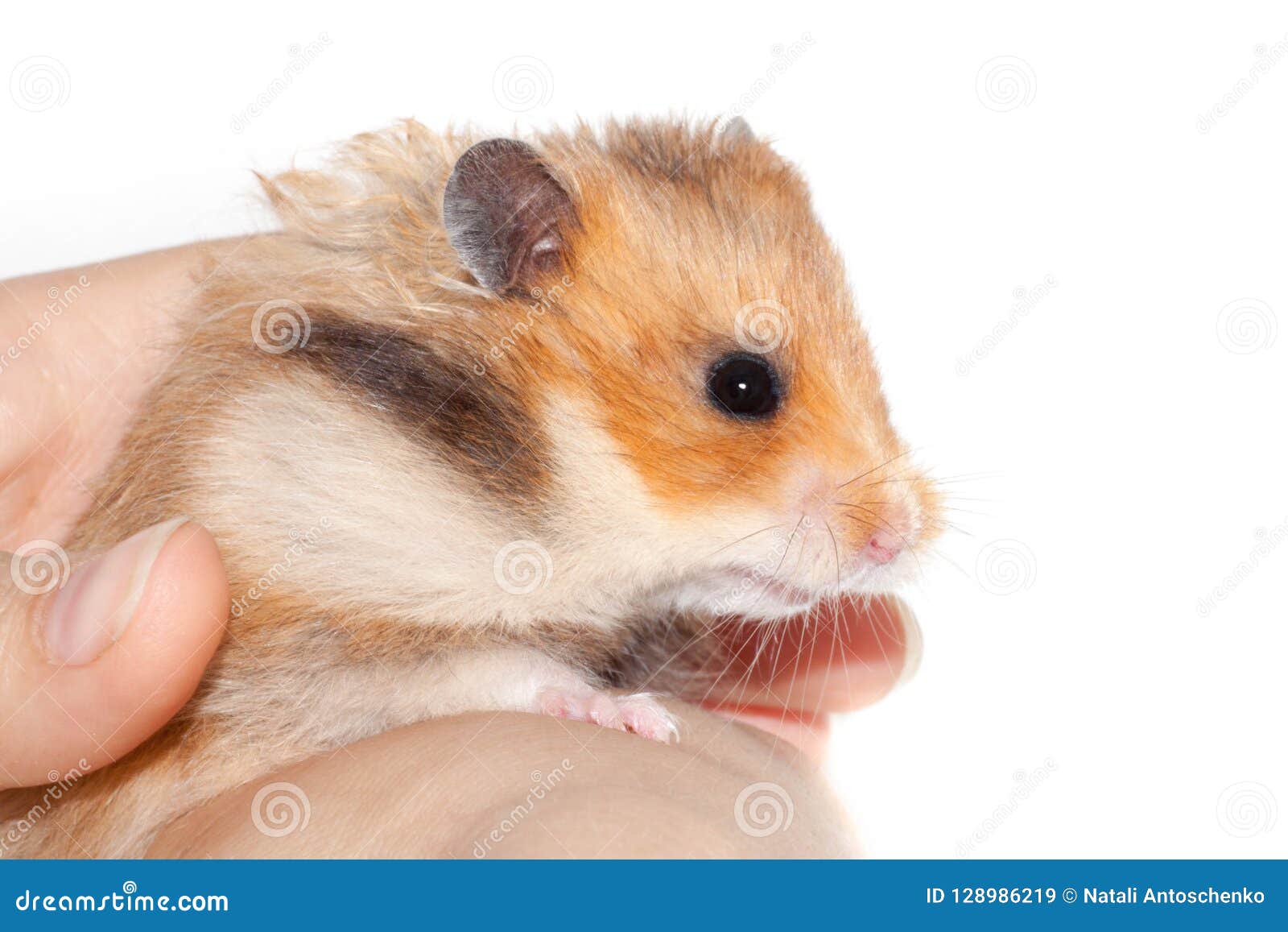 hamster man