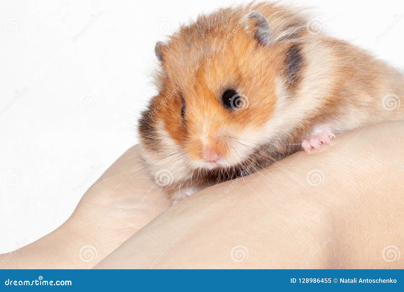 hamster man