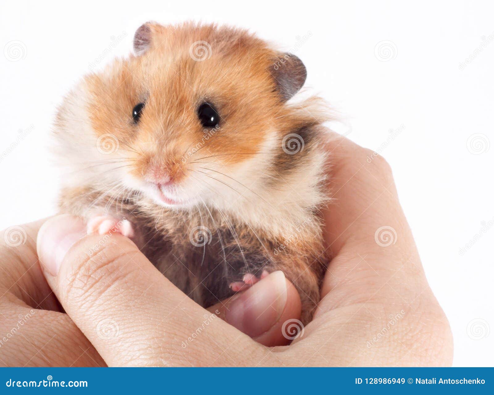 hamster man