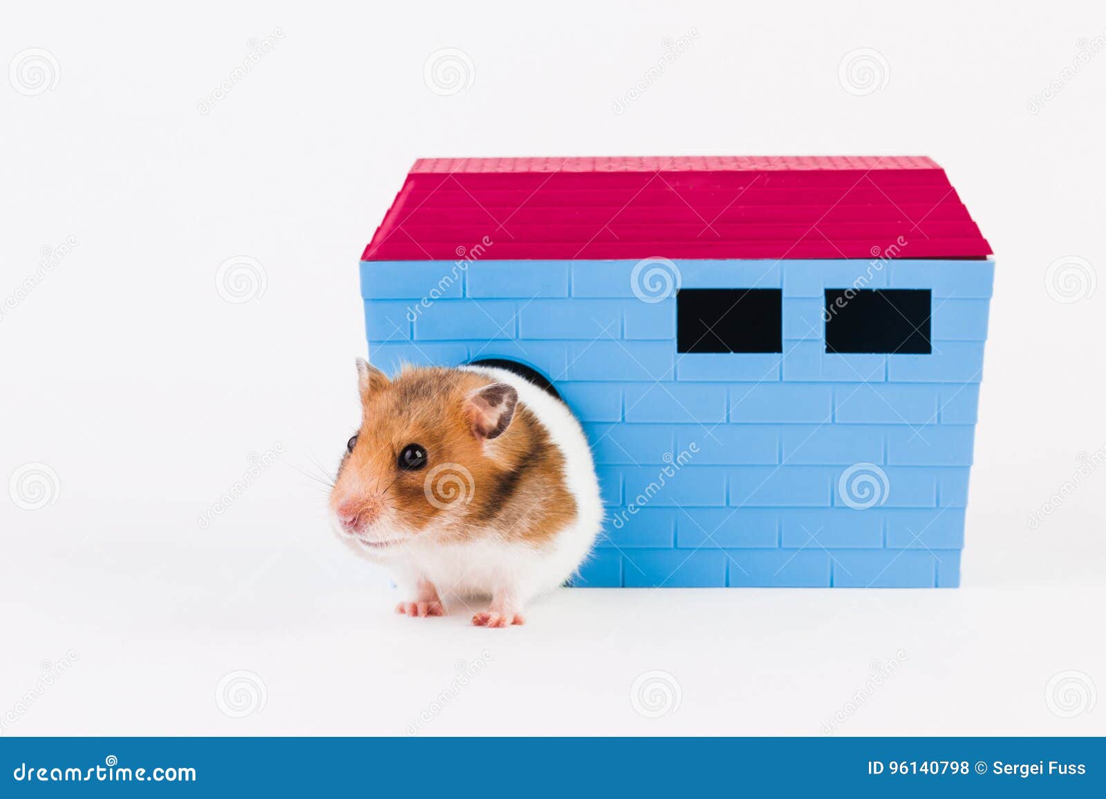 syrian hamster house
